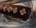 Chocolate-peanut-butter-filled-cake-roll