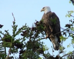 Cherryfield Eagle