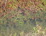 Cranberry