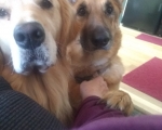 Best Buds