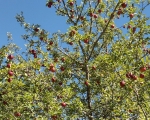 Apples