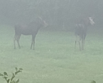 One foggy morning in the back yard