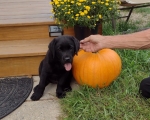 whos bigger pumpkin or pup?