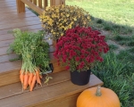 Fall