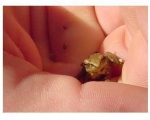 Itty Bitty Frog