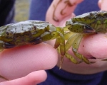 Roque Bluffs Crabs