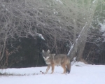 Maine Coyote