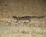 leaping-lizards