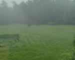 maine-moose