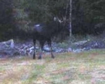 Maine Moose