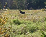 Big Moose
