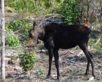Miss Moose