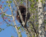 Porcupine