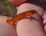 Salamander