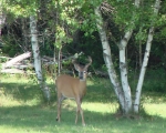A Bucks summerstroll