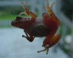 Tree Frog