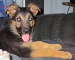 Weeco pup