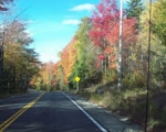 Fall foliage