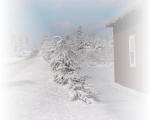 Winter Dreams